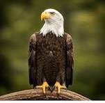 Nick's Moving Service Logo